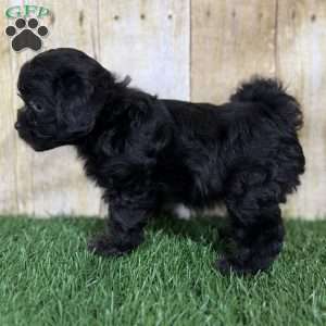 Cookie, Shih-Poo Puppy